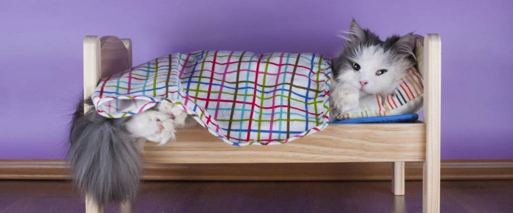 Cat sleeping in her Bed